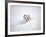 Arctic Fox Peeking Out of Snow-Jim Zuckerman-Framed Photographic Print