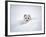 Arctic Fox Peeking Out of Snow-Jim Zuckerman-Framed Photographic Print