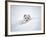 Arctic Fox Peeking Out of Snow-Jim Zuckerman-Framed Photographic Print