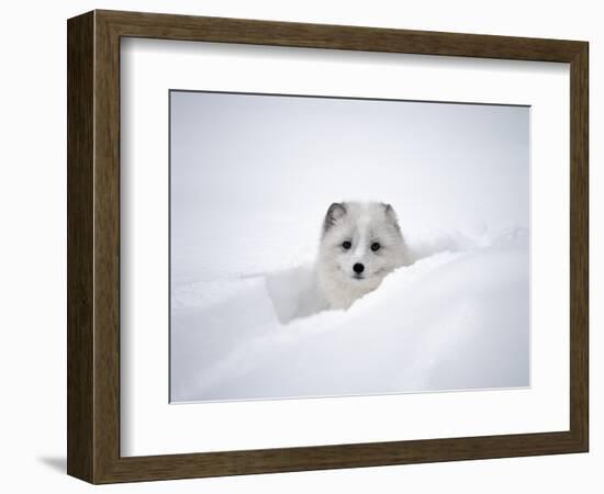 Arctic Fox Peeking Out of Snow-Jim Zuckerman-Framed Photographic Print