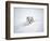 Arctic Fox Peeking Out of Snow-Jim Zuckerman-Framed Photographic Print