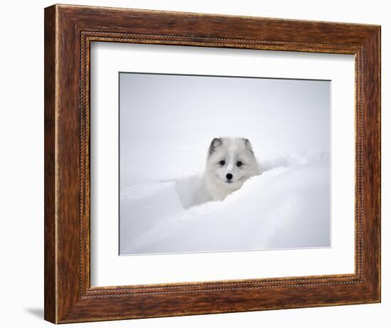 Arctic Fox Peeking Out of Snow-Jim Zuckerman-Framed Photographic Print