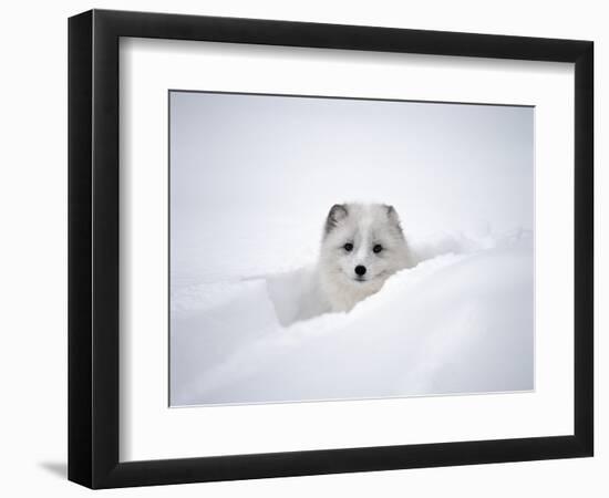 Arctic Fox Peeking Out of Snow-Jim Zuckerman-Framed Photographic Print