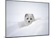 Arctic Fox Peeking Out of Snow-Jim Zuckerman-Mounted Photographic Print