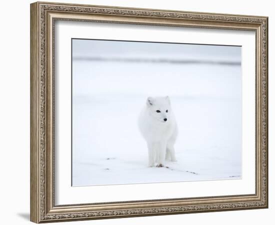 Arctic Fox (Polar Fox) (Alopex Lagopus), Churchill, Hudson Bay, Manitoba, Canada-Thorsten Milse-Framed Photographic Print