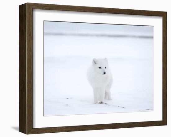 Arctic Fox (Polar Fox) (Alopex Lagopus), Churchill, Hudson Bay, Manitoba, Canada-Thorsten Milse-Framed Photographic Print