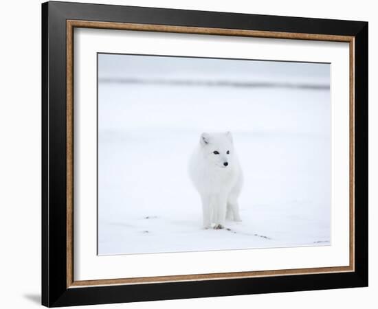 Arctic Fox (Polar Fox) (Alopex Lagopus), Churchill, Hudson Bay, Manitoba, Canada-Thorsten Milse-Framed Photographic Print