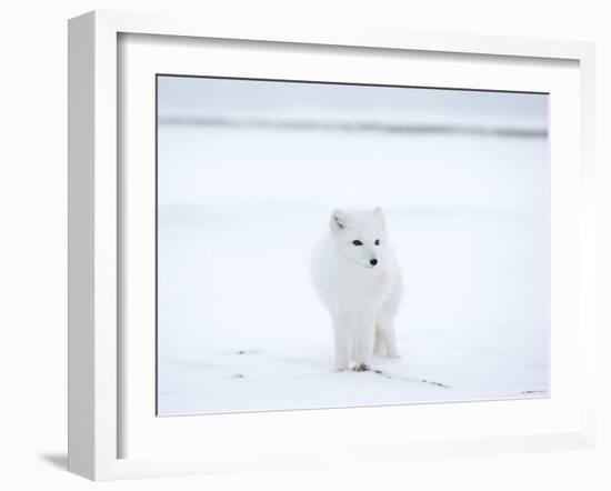 Arctic Fox (Polar Fox) (Alopex Lagopus), Churchill, Hudson Bay, Manitoba, Canada-Thorsten Milse-Framed Photographic Print