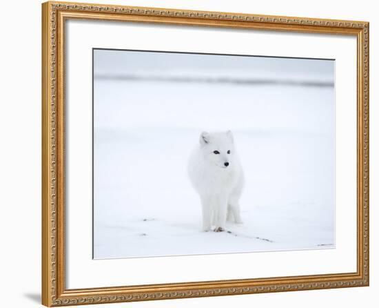 Arctic Fox (Polar Fox) (Alopex Lagopus), Churchill, Hudson Bay, Manitoba, Canada-Thorsten Milse-Framed Photographic Print