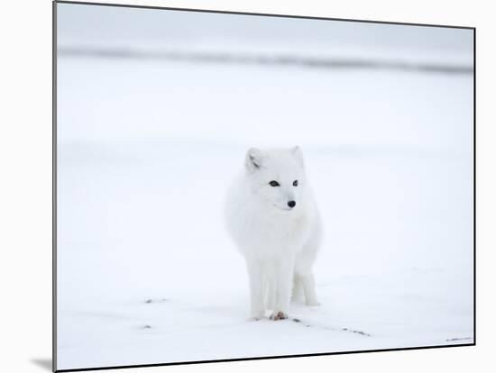 Arctic Fox (Polar Fox) (Alopex Lagopus), Churchill, Hudson Bay, Manitoba, Canada-Thorsten Milse-Mounted Photographic Print