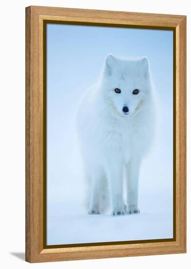 Arctic Fox portrait in winter coat, Svalbard, Norway-Danny Green-Framed Premier Image Canvas