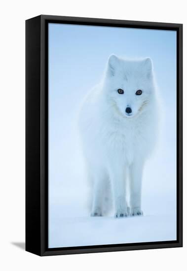 Arctic Fox portrait in winter coat, Svalbard, Norway-Danny Green-Framed Premier Image Canvas