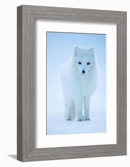 Arctic Fox portrait in winter coat, Svalbard, Norway-Danny Green-Framed Photographic Print