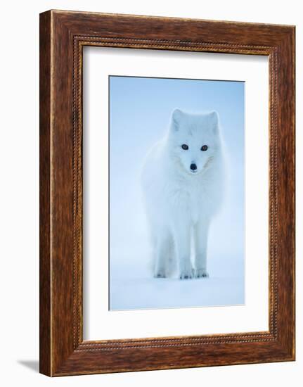 Arctic Fox portrait in winter coat, Svalbard, Norway-Danny Green-Framed Photographic Print