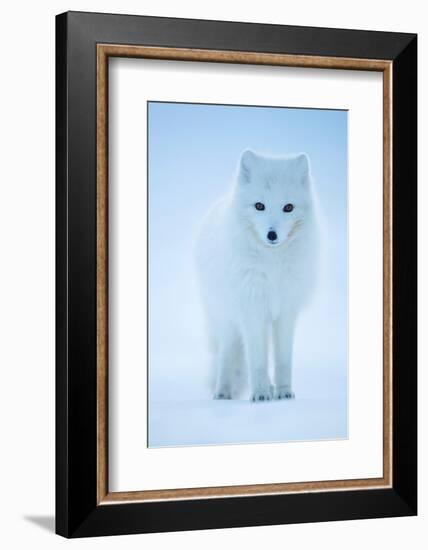 Arctic Fox portrait in winter coat, Svalbard, Norway-Danny Green-Framed Photographic Print