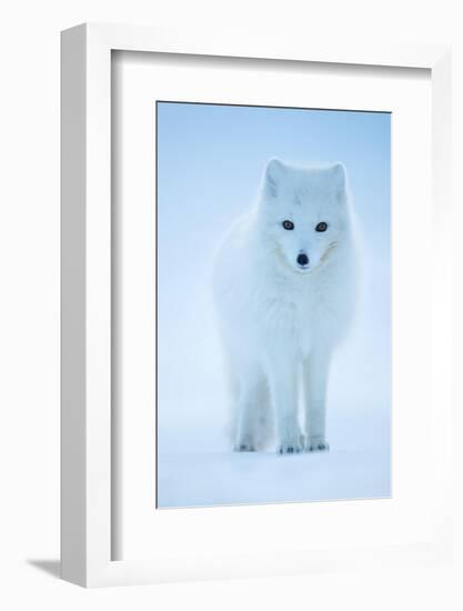 Arctic Fox portrait in winter coat, Svalbard, Norway-Danny Green-Framed Photographic Print