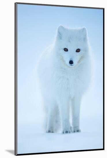 Arctic Fox portrait in winter coat, Svalbard, Norway-Danny Green-Mounted Photographic Print