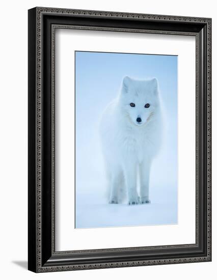 Arctic Fox portrait in winter coat, Svalbard, Norway-Danny Green-Framed Photographic Print