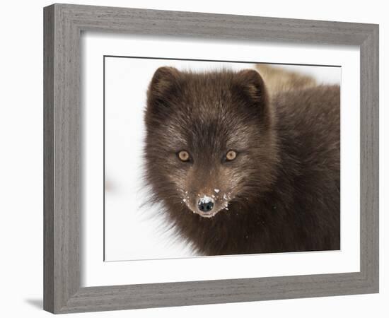 Arctic fox portrait with snow on its nose, Hornstrandir, Iceland-Konrad Wothe-Framed Photographic Print