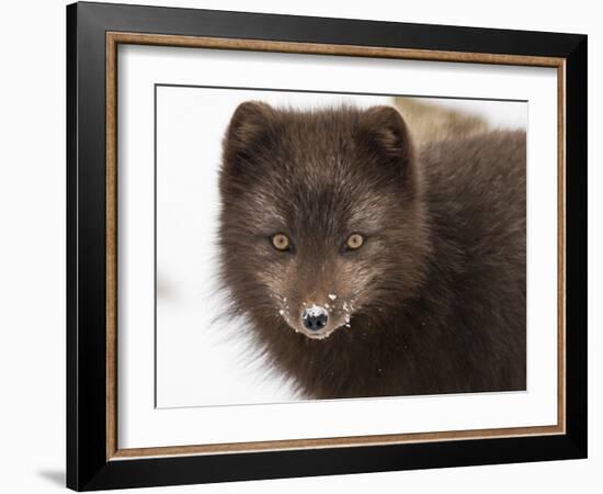 Arctic fox portrait with snow on its nose, Hornstrandir, Iceland-Konrad Wothe-Framed Photographic Print