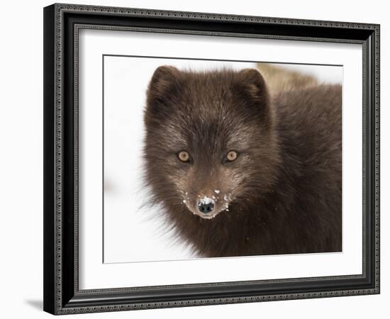 Arctic fox portrait with snow on its nose, Hornstrandir, Iceland-Konrad Wothe-Framed Photographic Print