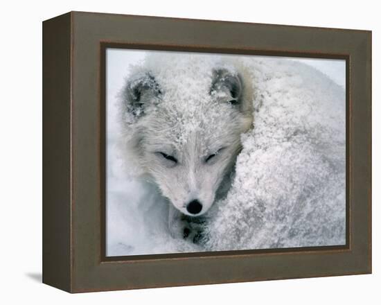 Arctic Fox Sleeping in Snow-Richard Hamilton Smith-Framed Premier Image Canvas