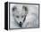 Arctic Fox Sleeping in Snow-Richard Hamilton Smith-Framed Premier Image Canvas