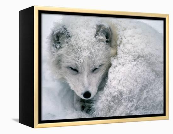 Arctic Fox Sleeping in Snow-Richard Hamilton Smith-Framed Premier Image Canvas