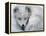 Arctic Fox Sleeping in Snow-Richard Hamilton Smith-Framed Premier Image Canvas