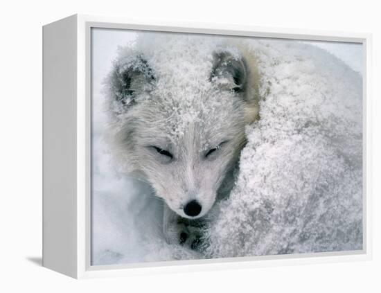 Arctic Fox Sleeping in Snow-Richard Hamilton Smith-Framed Premier Image Canvas