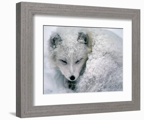 Arctic Fox Sleeping in Snow-Richard Hamilton Smith-Framed Photographic Print