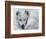 Arctic Fox Sleeping in Snow-Richard Hamilton Smith-Framed Photographic Print