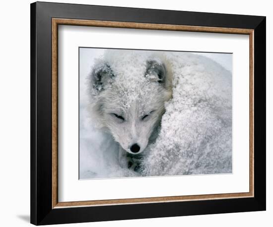 Arctic Fox Sleeping in Snow-Richard Hamilton Smith-Framed Photographic Print