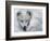 Arctic Fox Sleeping in Snow-Richard Hamilton Smith-Framed Photographic Print