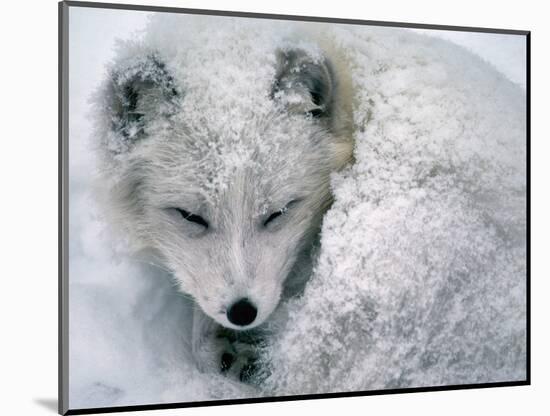 Arctic Fox Sleeping in Snow-Richard Hamilton Smith-Mounted Photographic Print