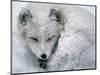 Arctic Fox Sleeping in Snow-Richard Hamilton Smith-Mounted Photographic Print