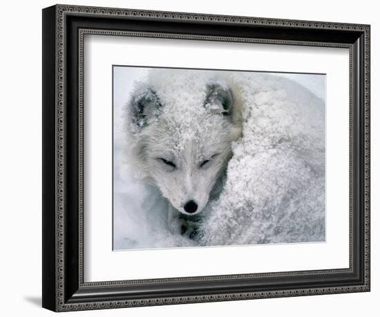 Arctic Fox Sleeping in Snow-Richard Hamilton Smith-Framed Photographic Print