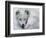 Arctic Fox Sleeping in Snow-Richard Hamilton Smith-Framed Photographic Print