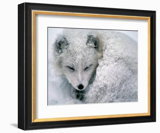 Arctic Fox Sleeping in Snow-Richard Hamilton Smith-Framed Photographic Print