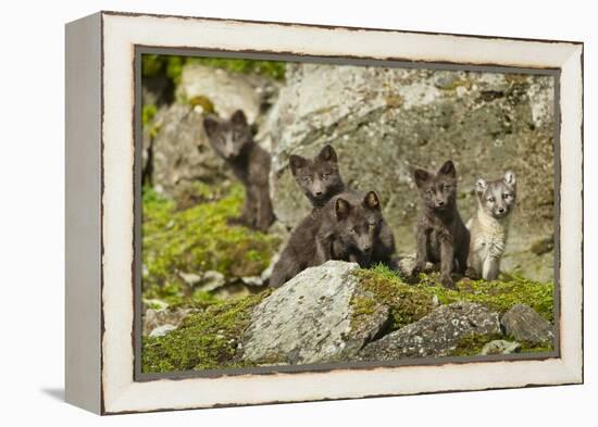 Arctic Fox, Svalbard, Norway-Paul Souders-Framed Premier Image Canvas