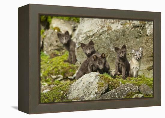 Arctic Fox, Svalbard, Norway-Paul Souders-Framed Premier Image Canvas