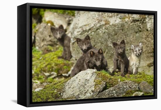 Arctic Fox, Svalbard, Norway-Paul Souders-Framed Premier Image Canvas