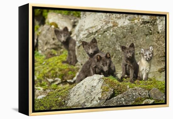 Arctic Fox, Svalbard, Norway-Paul Souders-Framed Premier Image Canvas