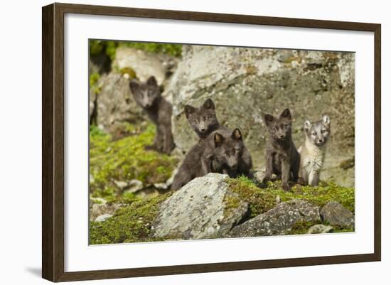 Arctic Fox, Svalbard, Norway-Paul Souders-Framed Photographic Print