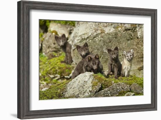 Arctic Fox, Svalbard, Norway-Paul Souders-Framed Photographic Print