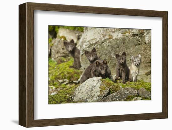 Arctic Fox, Svalbard, Norway-Paul Souders-Framed Photographic Print