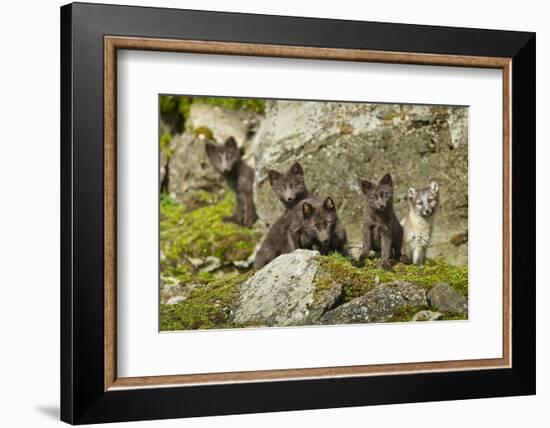 Arctic Fox, Svalbard, Norway-Paul Souders-Framed Photographic Print