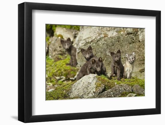 Arctic Fox, Svalbard, Norway-Paul Souders-Framed Photographic Print