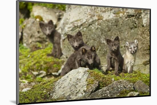 Arctic Fox, Svalbard, Norway-Paul Souders-Mounted Photographic Print