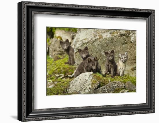 Arctic Fox, Svalbard, Norway-Paul Souders-Framed Photographic Print